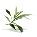 Olive Leaf Extract